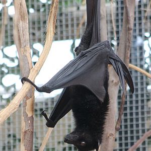 Flying fox ID