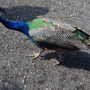 Free-ranging peacock
