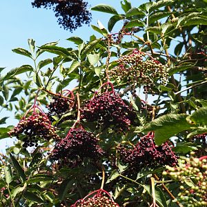European black Elderberries (Sambucus nigra)