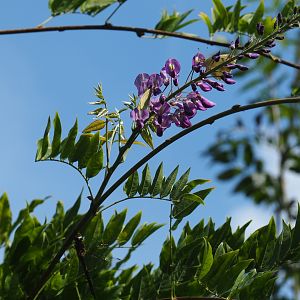 Wisteria with butterflies and a dragonfly
