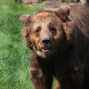 Eurasian brown bear (Ursus arctos arctos)