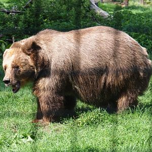 Eurasian brown bear (Ursus arctos arctos)