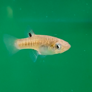 Girardinus metallicus