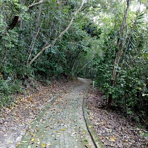 Pathway on Manukan Island