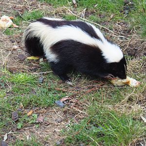 Striped skunk (Mephitis mephitis) eating chick