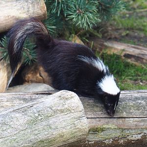 Striped skunk (Mephitis mephitis)