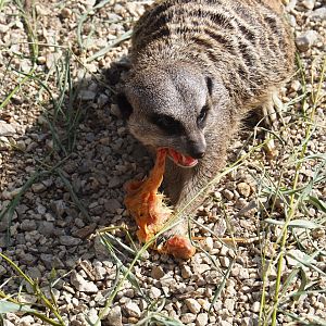 Meerkat (Suricata suricatta) eating chick