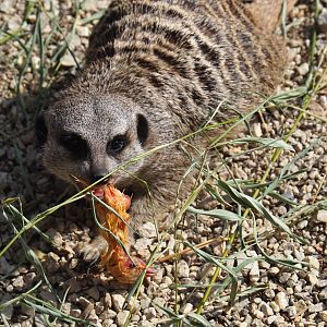 Meerkat (Suricata suricatta) eating chick