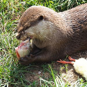 Asian small-clawed otter (Aonyx cinerea) with his food