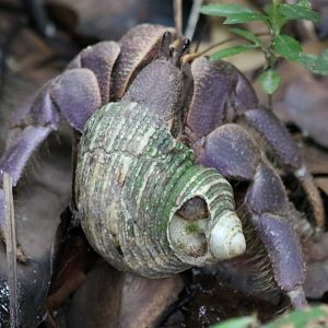 Hermit Crab - Manukan Island