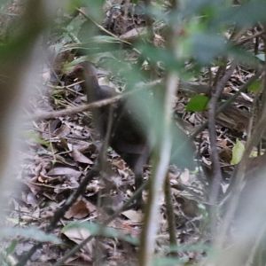 Philippine Megapode - Manukan Island