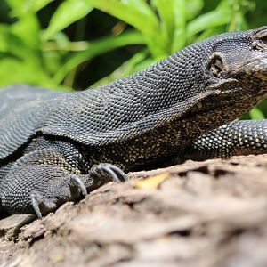 Water Monitor - Manukan Island