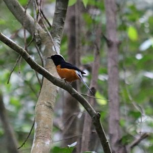 White-crowned Shama - Manukan Island