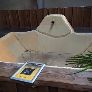 Future turtle exhibit