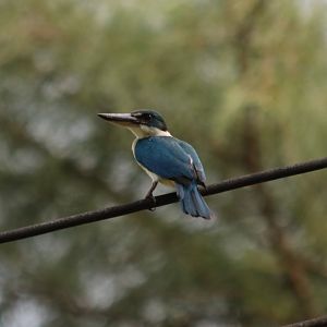 Collared Kingfisher - Tanjung Aru Beach