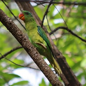 Blue-naped Parrot - Tanjung Aru Beach