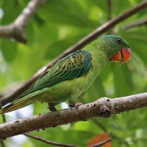 Blue-naped Parrot - Tanjung Aru Beach