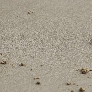 Crabs - Tanjung Aru Beach