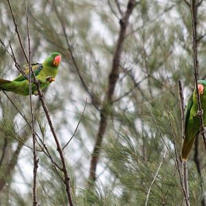 Blue-naped Parrots - Tanjung Aru Beach