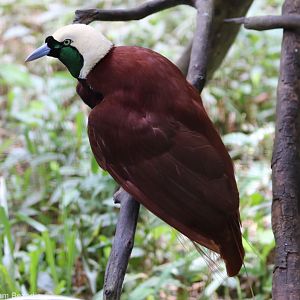 Male Greater Bird of Paradise