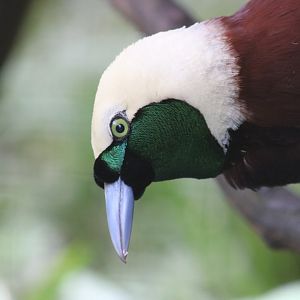 Male Greater Bird of Paradise