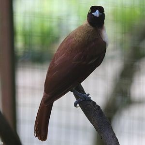 Female Greater Bird of Paradise