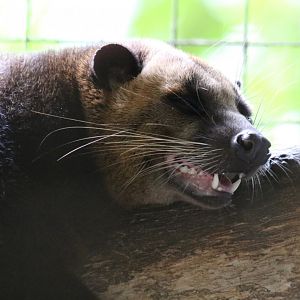 Masked Palm Civet