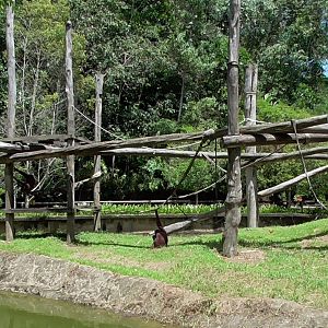 Orangutan Enclosure