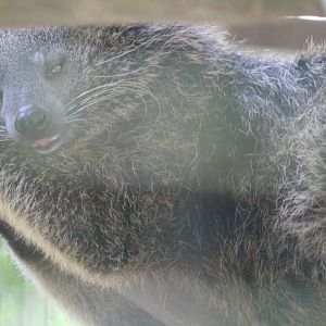 Binturong