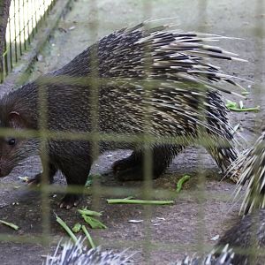 Thick-spined Porcupines