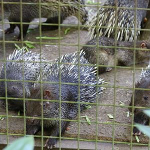 Thick-spined Porcupines