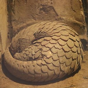 Sunda Pangolin