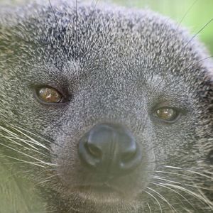 Binturong