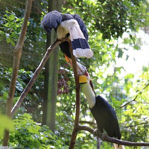 Mixed Species Hornbill Pair