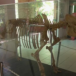 Sumatran Rhino Skeleton