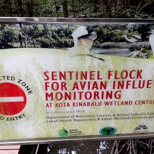 Explanation for Cage of Chickens at the KK Wetlands