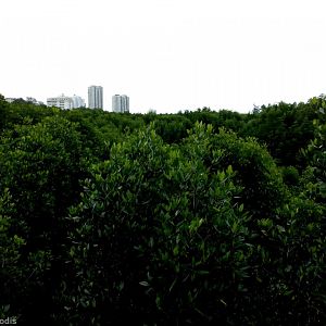 Mangroves and the KK City