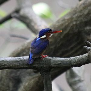 Out of Season Common Kingfisher - KK Wetland Centre