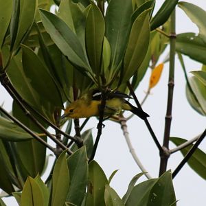 Common Iora - KK Wetland Centre
