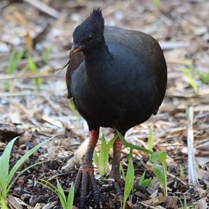 Orange-footed Scrubfowl at the Darwin Botanic Gardens