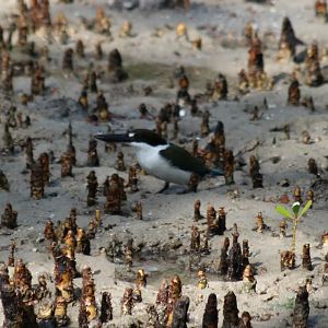Torresian Kingfisher at the East Point Mangroves, Darwin
