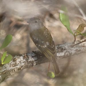 Juvenile Lemon-bellied Flycatcher at the East Point Mangroves, Darwin