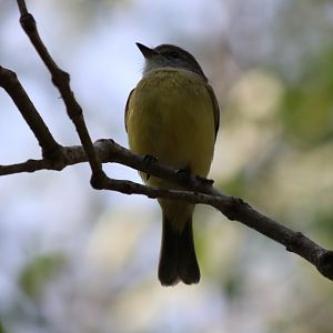 Lemon-bellied Flycatcher at the East Point Mangroves, Darwin