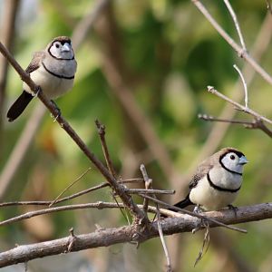 Double-barred Finches at East Point, Darwin