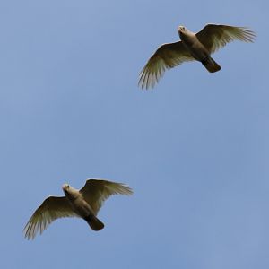 Little Corellas over East Point, Darwin