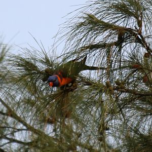 Red-collared Lorikeet at East Point, Darwin