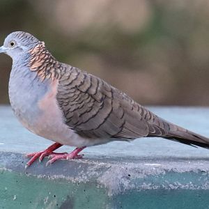 Bar-shouldered Dove at East Point, Darwin