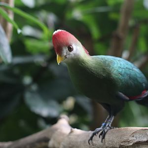 Red crested turaco