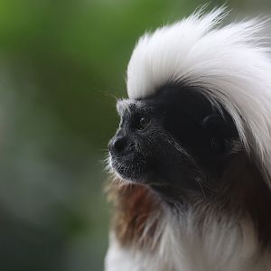 Cottontop tamarin
