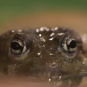 Afrcan bullfrog